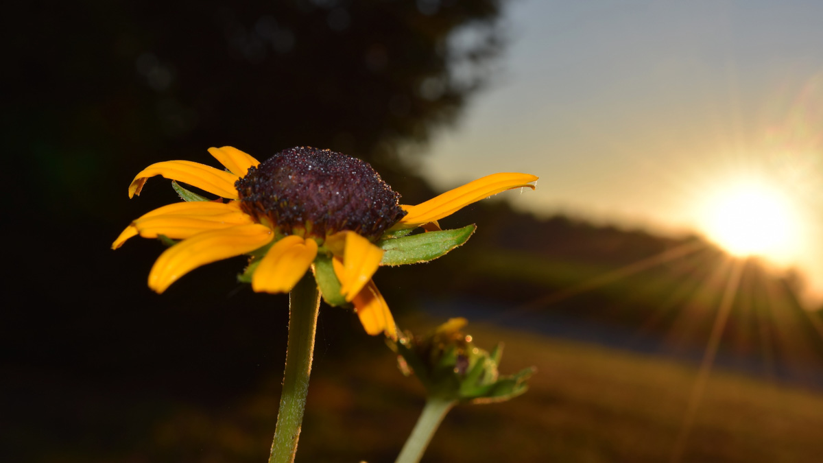 Sonnenblume in der untergehenden Sonne